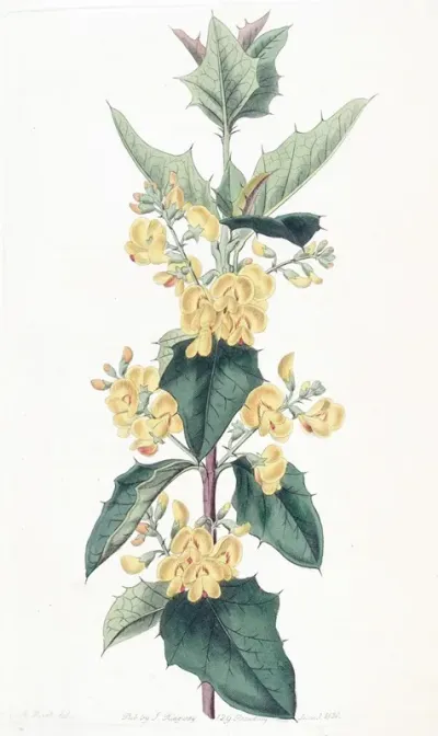 Three Lobed Podolobium