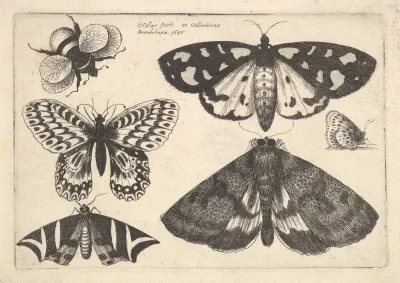 Three Moths Two Butterflies And A Bumble Bee