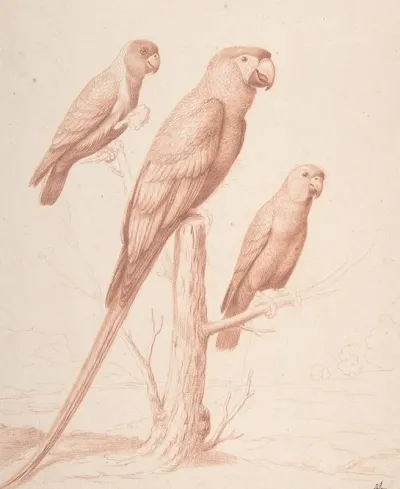Three Parrots