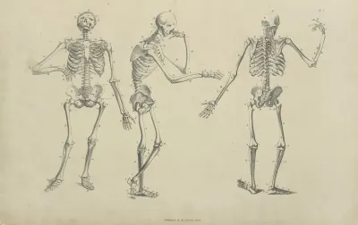 Three Poses Of Skeleton