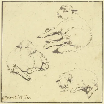 Three Resting Sheep