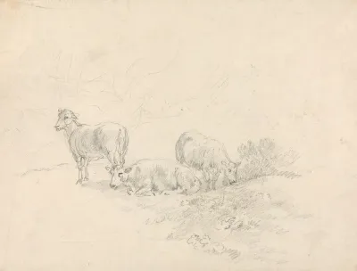 Three Sheep 2