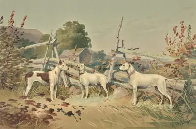 Three Standing White Dogs With Cropped Ears One With Liver Spots