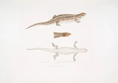 Three Streaked Tiliqua Tiliqua Trivittata