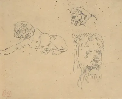 Three Studies Of A Lion