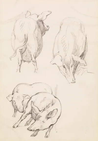 Three Studies Of Pigs