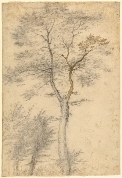 Three Studies Of Trees