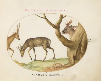Three Types Of Stags With A Dormouse