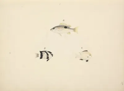 Three Unidentified Fish