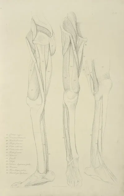 Three Views Of Musculature Of The Leg