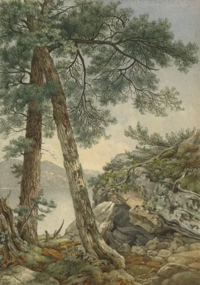 Through The Trees 2