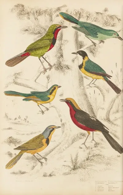 Thrush Shrike