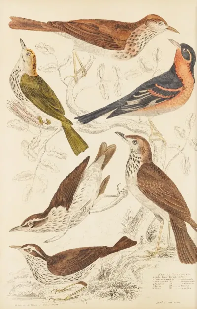 Thrushes