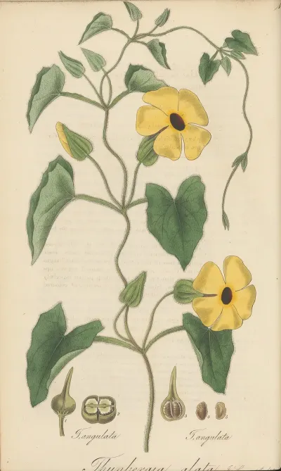 Thunbergia Alata