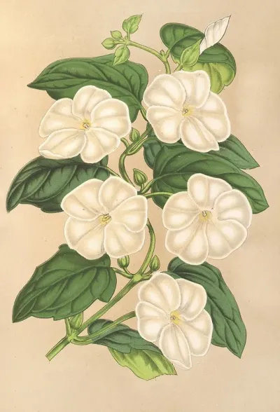 Thunbergia Fragrans