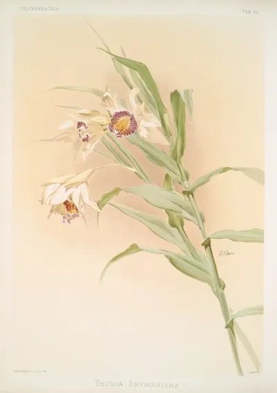 Thunia Brymeriana