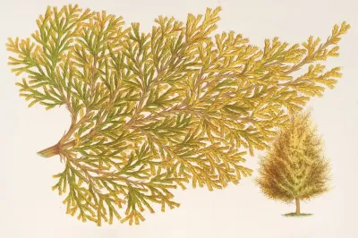 Thuya Orientalis Biota Var Verschaffeltii