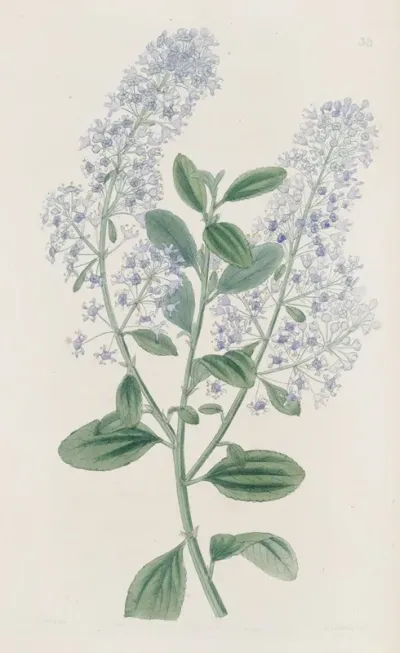 Thyrse Bearing Ceanothus