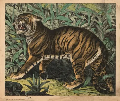 Tiger 19