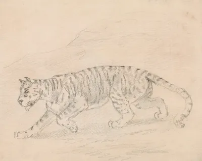 Tiger 7