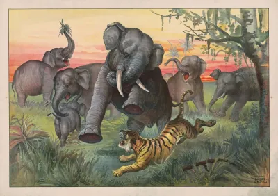 Tiger Attacking Herd Of Wild Elephants