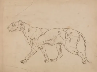 Tiger Body Lateral View 3