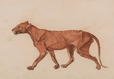 Tiger Body Lateral View