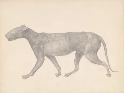Tiger Lateral View With Skin And Tissue Removed