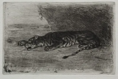 Tiger Sleeping At The Entrance To His Lair