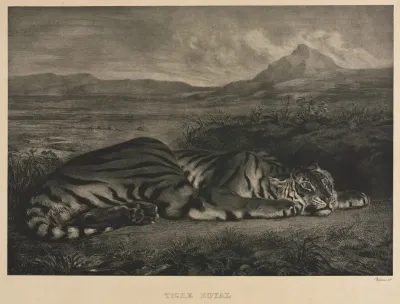 Tigre Royal
