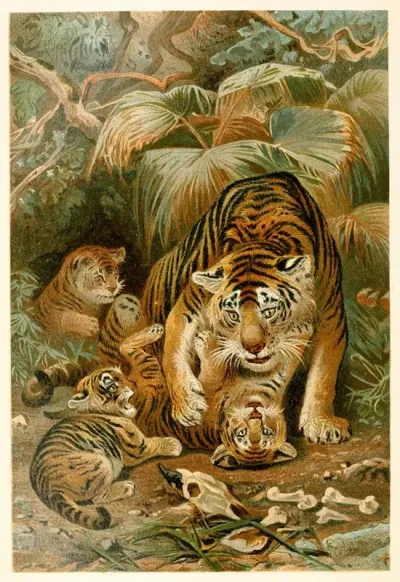Tigress And Cubs