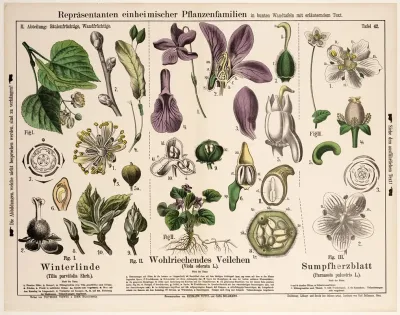 Tilia Parvifolia Viola Odorata Parnassia Palustris Winterlinde Maarts Viooltje Parnassia