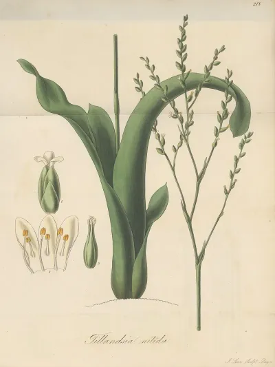 Tillandsia Nitida