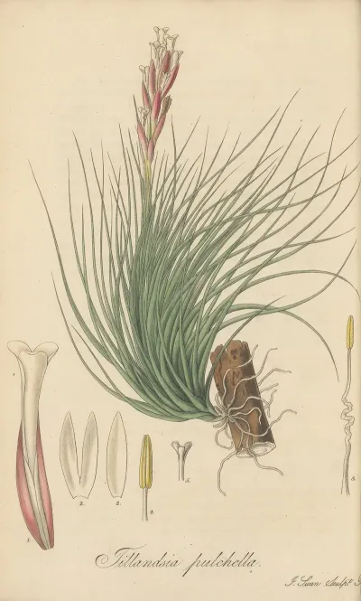 Tillandsia Pulchella