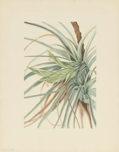 Tillandsia Tillandsia Fasciculata 2