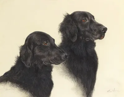 Tim And Linny A Pair Of Flat Coat Retrievers