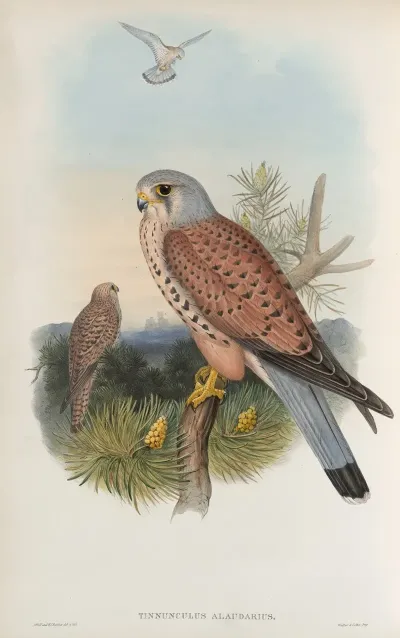 Tinnunculus Alaudarius Kestrel