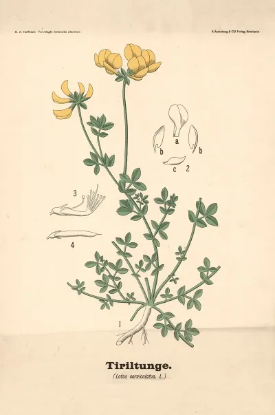 Tiriltunge Lotus Corniculatus L