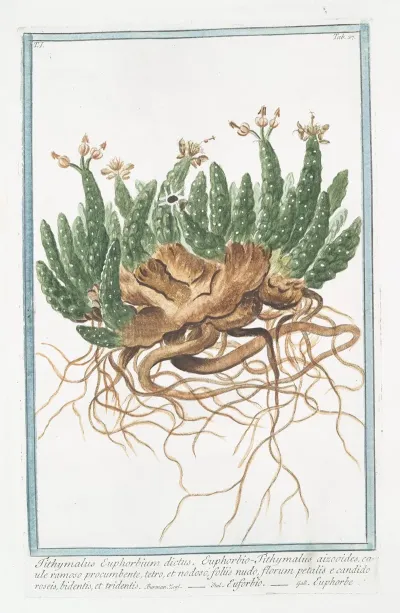 Tithymalus Euphorbium Dictus Euphobio Tithymalus Aizooides Caule Ramoso Procumbente Tetro Et Nodoso Foliis Nudo Florum Petalis E Candido Roseis Bidentis Et Tridentis Euforbio