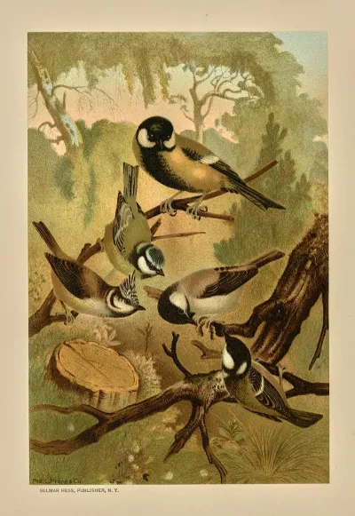 Titmice 2