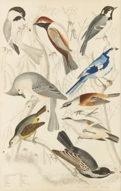 Titmice 3