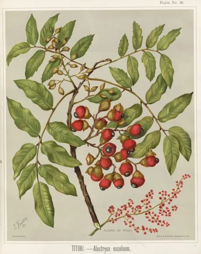 Titoki Alectryon Excelsum Plate 23