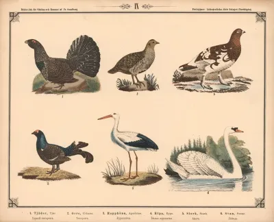 Tjur Urhane Agerhone Rype Stork Og Svane