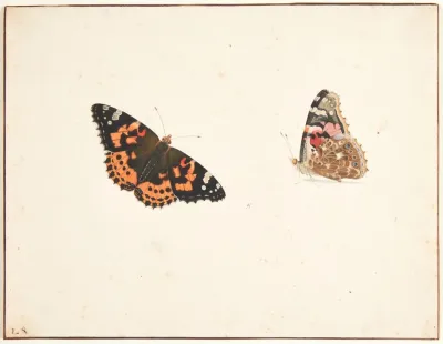 To Studier Af En Tidselfugl Vanessa Cardui L