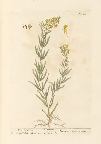 Toad Flax
