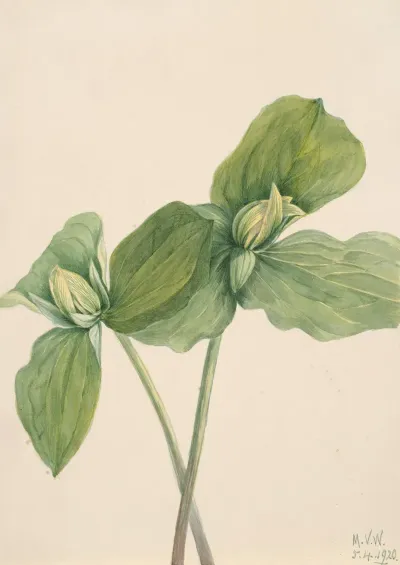Toad Trillium Trillium Sessile 2