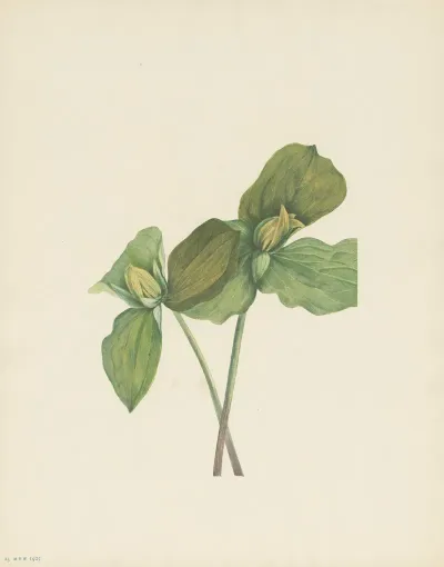 Toad Trillium Trillium Sessile 3