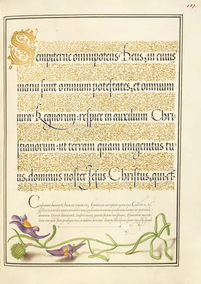 Toadflax