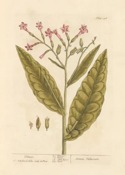 Tobacco 2