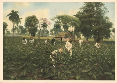 Tobacco Plantation Cuba
